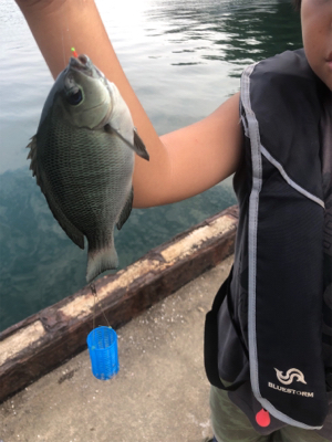 アオリイカ調査