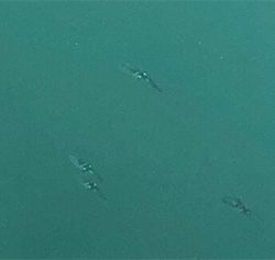 台風一過後のカマス