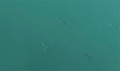 台風一過後のカマス