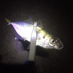 サイズは変わらず