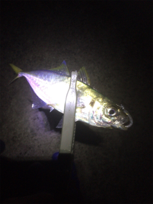 サイズは変わらず