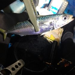 ナイトクルージング&カヤックフィッシング