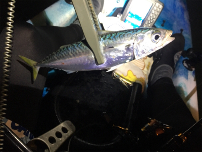 ナイトクルージング&カヤックフィッシング