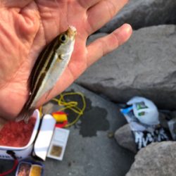 波止フカセ釣り