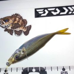 久しぶりアジング