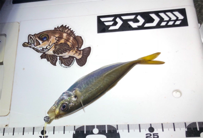 久しぶりアジング