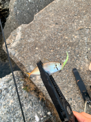 ミニイカと豆アジ