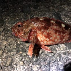 小物フィーバー…汗