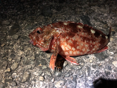 小物フィーバー…汗