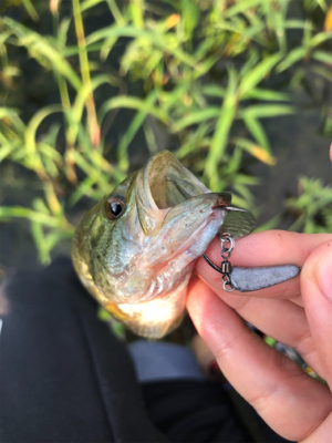 フッキングの仕方…