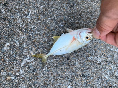 ウナギ、メッキ