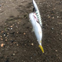 ショアジギング 道南津軽海峡