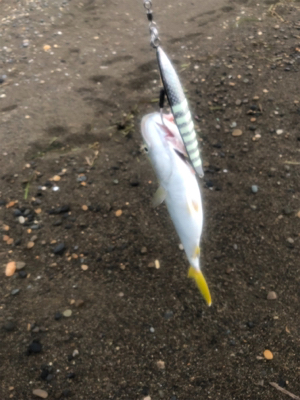 ショアジギング 道南津軽海峡