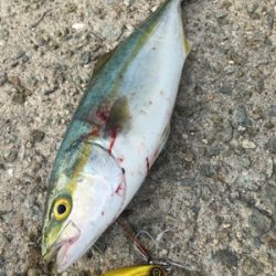 ツバスシブい？