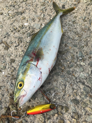 ツバスシブい？