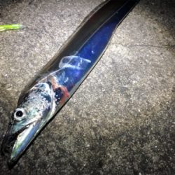 台風後の釣果は…