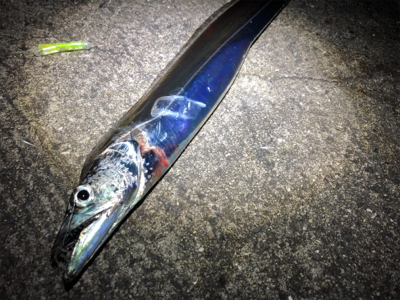 台風後の釣果は…