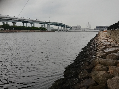 雨宿りしながらのシーバス