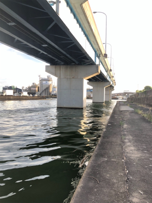 名古屋港シーバスを求めて！いや、、ボラ天国！？