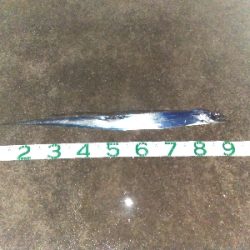 プリプリ夏太刀