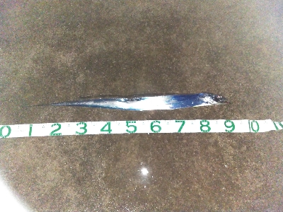 プリプリ夏太刀