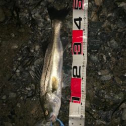 リバーシーバス