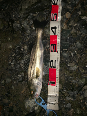 リバーシーバス