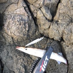 波戸岬エギング