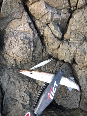 波戸岬エギング