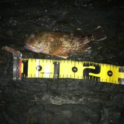 やっぱりガッシー