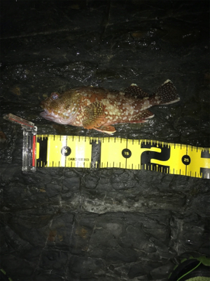 やっぱりガッシー