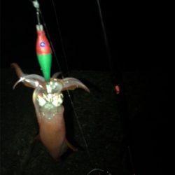 ケンサキ調査(^^)