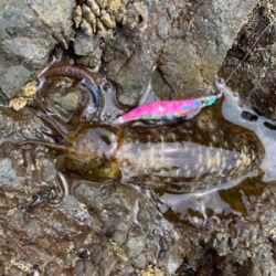 興津エリアエギング