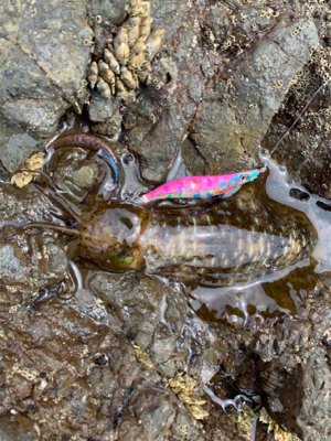 興津エリアエギング