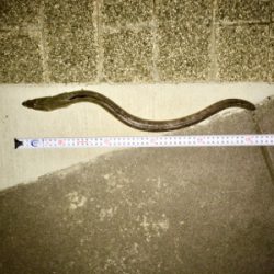 久しぶりの夜釣りと珍魚