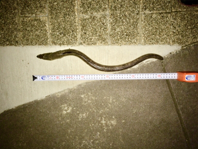 久しぶりの夜釣りと珍魚