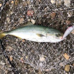 ハマチ・ツバス大爆釣!