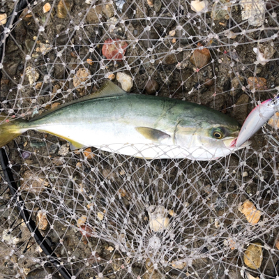 ハマチ・ツバス大爆釣!