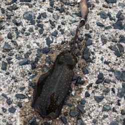 舞鶴ではどうか…