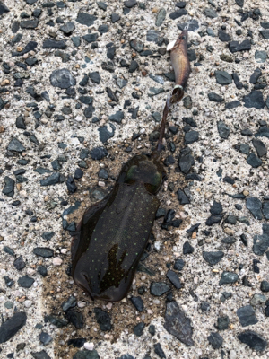 舞鶴ではどうか…