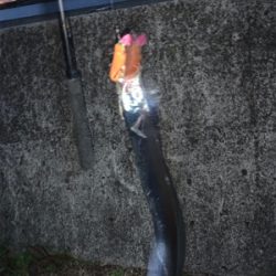 台風過ぎた豪雨越えのタチウオ