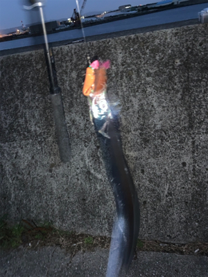 台風過ぎた豪雨越えのタチウオ