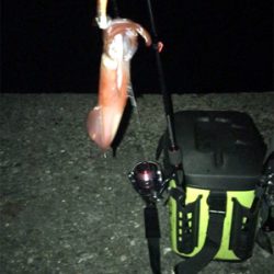 ケンサキ釣れたけど…σ(^_^;)