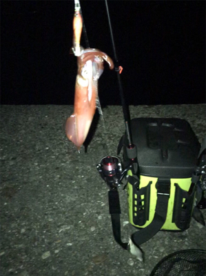 ケンサキ釣れたけど…σ(^_^;)