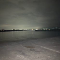 ケンサキイカ⑥