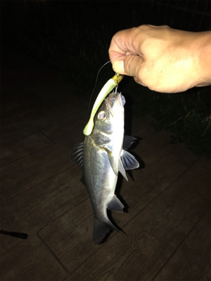 平日ナイトゲーム