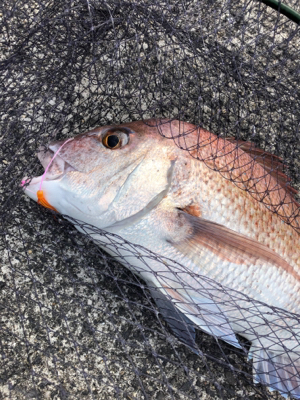 キャスティング鯛ラバ