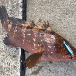 シンジラレナイ！アコウ爆釣