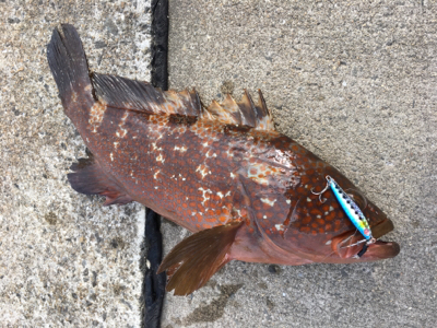 シンジラレナイ！アコウ爆釣