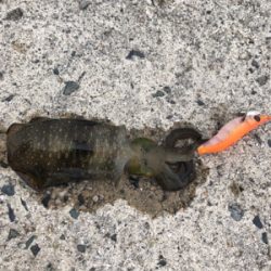 エギングしたくて